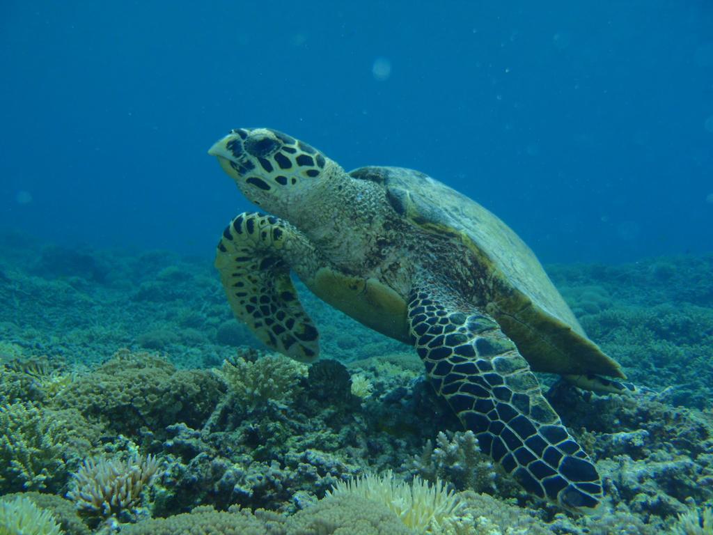 Okinawa Resort Замами Екстериор снимка